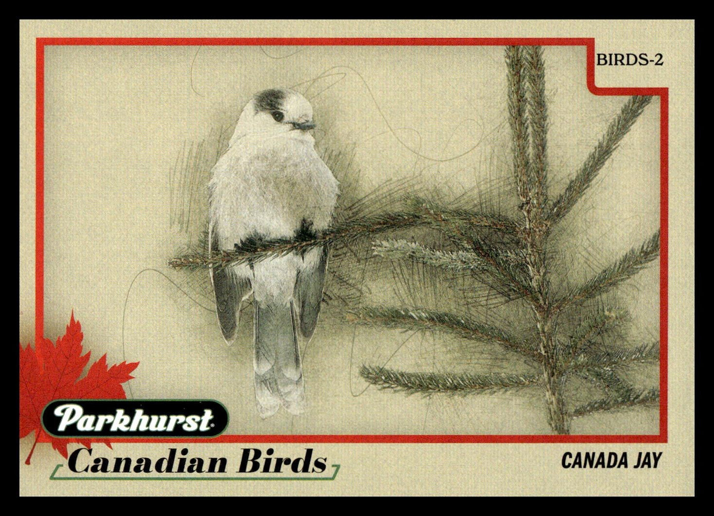 2025-26 Upper Deck Parkhurst Canadian Birds Canada Jay #BIRDS-2
