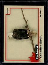 2025-26 Upper Deck Parkhurst Canadian Birds Bald Eagle #BIRDS-8