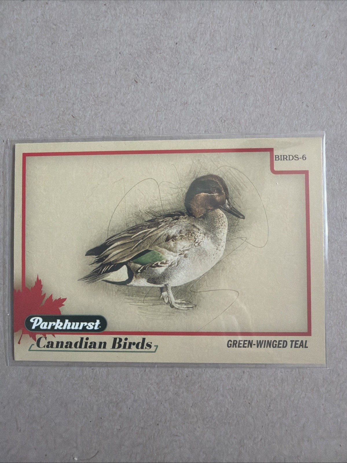 2025-26 Upper Deck Parkhurst Canadian Birds Green Winged Teal #BIRDS-6