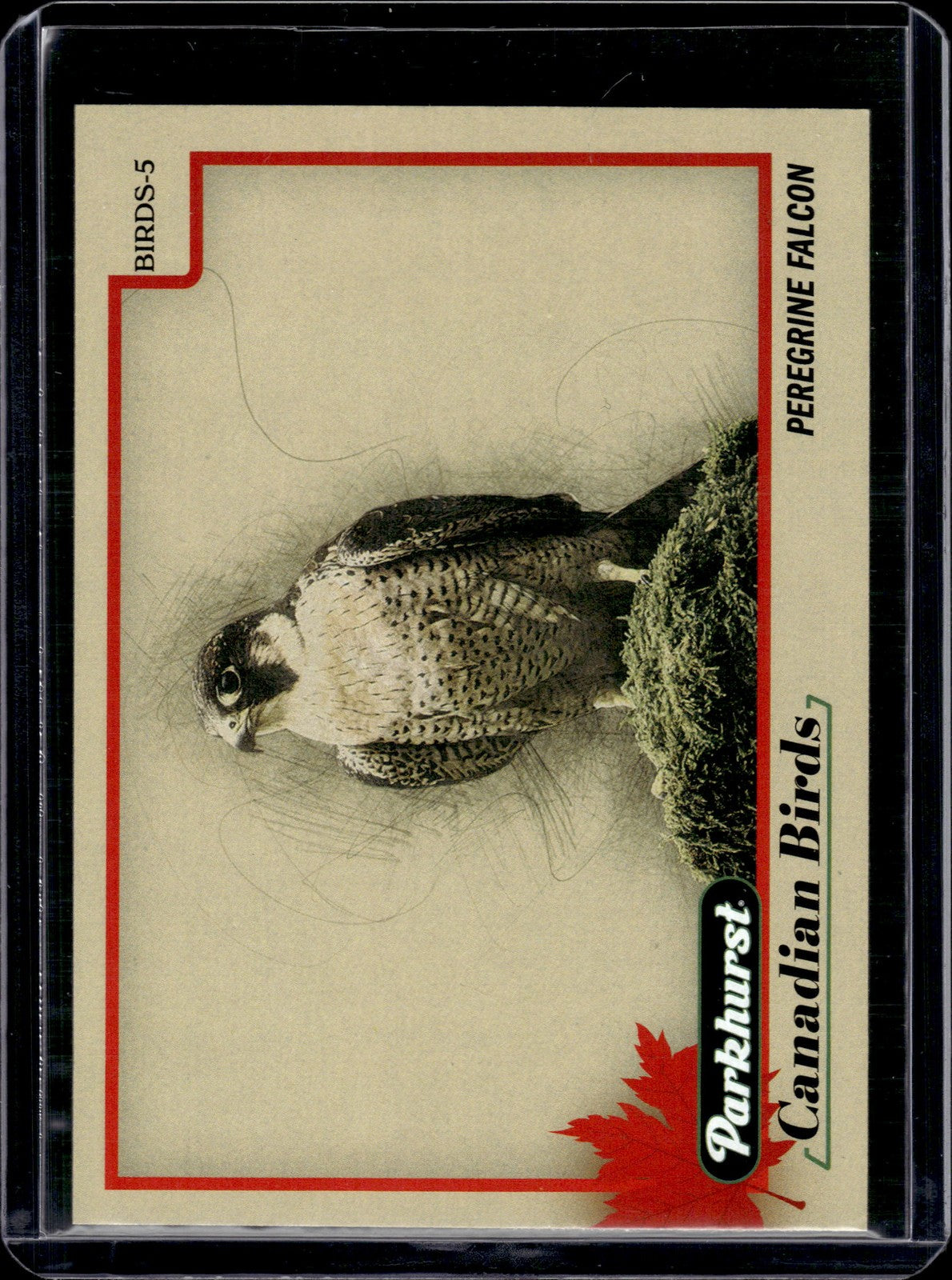 2025-26 Upper Deck Parkhurst Canadian Birds Peregrine Falcon #BIRDS-5