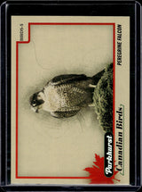 2025-26 Upper Deck Parkhurst Canadian Birds Peregrine Falcon #BIRDS-5