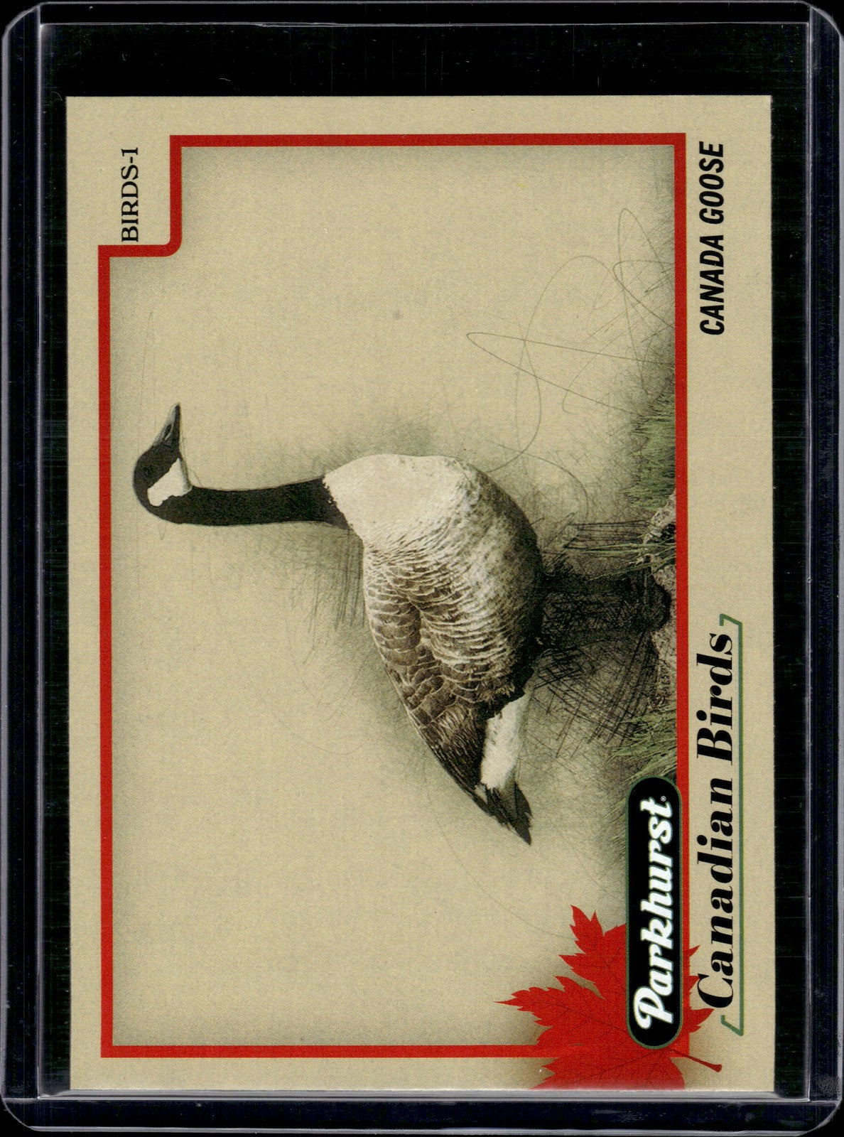 2025-26 Upper Deck Parkhurst Canadian Birds Canada Goose #BIRDS-1
