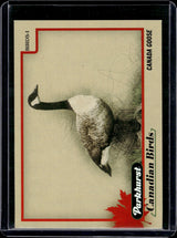 2025-26 Upper Deck Parkhurst Canadian Birds Canada Goose #BIRDS-1